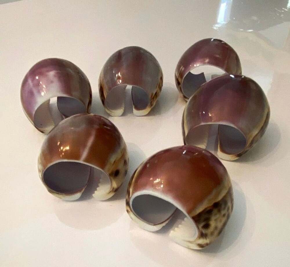 Natural Tiger Cowrie Shell Napkin Rings Set of 6
